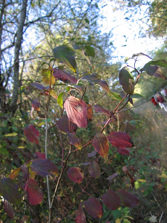 Cornus sanguinea